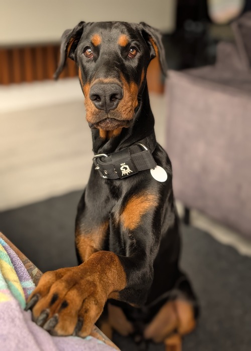 Dobermann