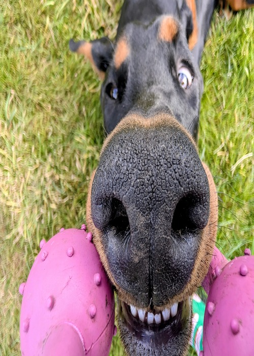 Dobermann outdoor